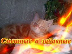 Смешное про кошек собак Позитив Fanny animals Создай себе хорошее настроение Смешное про кошек собак Позитив Fanny animals Создай себе хорошее настроение