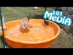 Смешные животные || Funny Animals приколы 2017 про животных Смешные животные || Funny Animals приколы 2017 про животных