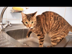 ПРИКОЛЫ С КОТАМИ И КОШКАМИ 2018 СМЕШНЫЕ КОТЫ И КОШКИ 2018 Котики Кошки и ВОДА ПРИКОЛЫ С КОТАМИ И КОШКАМИ 2018 СМЕШНЫЕ КОТЫ И КОШКИ 2018 Котики Кошки и ВОДА