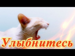 Смешные животные. Позитив.Создай себе хорошее настроение Смешные животные. Позитив.Создай себе хорошее настроение