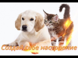 Приколы про животных Для детей. Позитив. Fanny animals. Создай себе хорошее настроение Приколы про животных Для детей. Позитив. Fanny animals. Создай себе хорошее настроение