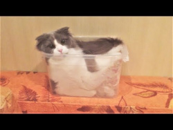 Смешные коты и Смешные собаки 2017 Подборка приколы с животными на 5 минут Funny pets Смешные коты и Смешные собаки 2017 Подборка приколы с животными на 5 минут Funny pets