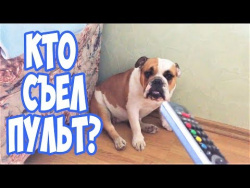 ПРИКОЛЫ С ЖИВОТНЫМИ Смешные Животные ТОПОВЫЕ ПРИКОЛЫ про ЖИВОТНЫХ Новые Русские Приколы СЕНТЯБРЬ ПРИКОЛЫ С ЖИВОТНЫМИ Смешные Животные ТОПОВЫЕ ПРИКОЛЫ про ЖИВОТНЫХ Новые Русские Приколы СЕНТЯБРЬ