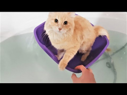 СМЕШНЫЕ ЖИВОТНЫЕ Приколы с животными Смешные Кошки и Собаки До слез Приколы про домашних животных СМЕШНЫЕ ЖИВОТНЫЕ Приколы с животными Смешные Кошки и Собаки До слез Приколы про домашних животных