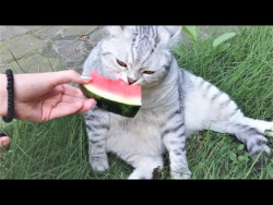 ПРИКОЛЫ С КОТАМИ И ПРИКОЛЫ С СОБАКАМИ ПРИКОЛЫ С ЖИВОТНЫМИ 2018 ЖИВОТНЫЕ Для Сладкоежек ПРИКОЛЫ С КОТАМИ И ПРИКОЛЫ С СОБАКАМИ ПРИКОЛЫ С ЖИВОТНЫМИ 2018 ЖИВОТНЫЕ Для Сладкоежек