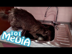 СМЕШНЫЕ КОТЫ И КОШКИ 2017 ПРИКОЛЫ С КОТАМИ И КОШКАМИ 2017 FUNNY CATS Compilation 2017 СМЕШНЫЕ КОТЫ И КОШКИ 2017 ПРИКОЛЫ С КОТАМИ И КОШКАМИ 2017 FUNNY CATS Compilation 2017