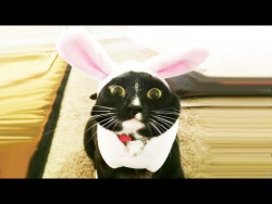 СМЕШНЫЕ КОТЫ И КОШКИ 2017 Подборка Животные Funny Animals Cute Pets СМЕШНЫЕ КОТЫ И КОШКИ 2017 Подборка Животные Funny Animals Cute Pets