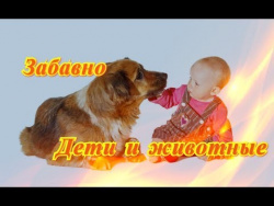 Дети и животные Смешное забавное видео Позитив Создай себе хорошее настроение Дети и животные Смешное забавное видео Позитив Создай себе хорошее настроение