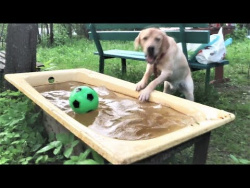 Смешные собаки 2018 Приколы с Собаками ТОПовая подборка Funny Dogs Compilation 2018 #1 Смешные собаки 2018 Приколы с Собаками ТОПовая подборка Funny Dogs Compilation 2018 #1
