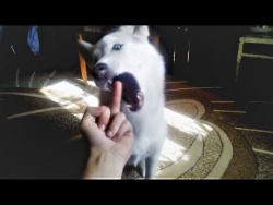 Смешные Собаки 2018 Смешные Приколы с Животными Приколы с Собаками Funny Dogs Compilation 2018 Смешные Собаки 2018 Смешные Приколы с Животными Приколы с Собаками Funny Dogs Compilation 2018