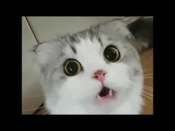 Подборка лучшие приколы с животными январь 2018 | A compilation of funny animals January 2018 Подборка лучшие приколы с животными январь 2018 | A compilation of funny animals January 2018