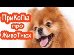 Приколы про животных приколы для мужиков Собака от тоски спасака pets life приколы для всех приколы Приколы про животных приколы для мужиков Собака от тоски спасака pets life приколы для всех приколы