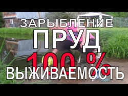 🎥 ЗАРЫБЛЕНИЕ ПРУДА КАРАСЕМ 100% РЕЗУЛЬТАТ / Пруд на даче / пруд на участке / Своими руками / 魚の池で 🎥 ЗАРЫБЛЕНИЕ ПРУДА КАРАСЕМ 100% РЕЗУЛЬТАТ / Пруд на даче / пруд на участке / Своими руками / 魚の池で