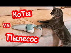 Смешные коты 2017 ТОПовая Подборка страх им не писан Мой пылесос панически боится кота ПРИКОЛЫ МАЙ Смешные коты 2017 ТОПовая Подборка страх им не писан Мой пылесос панически боится кота ПРИКОЛЫ МАЙ