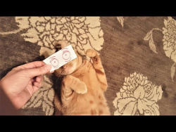 Смешные коты и кошки Приколы с котами и кошками август 2017 Подборка про котов Смешные коты и кошки Приколы с котами и кошками август 2017 Подборка про котов