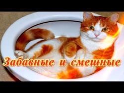 Смешные и забавные Кошки Собаки Для детей Позитив Создай себе хорошее настроение Смешные и забавные Кошки Собаки Для детей Позитив Создай себе хорошее настроение