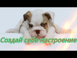 Самые смешные кошки.Позитив.Приколы с котами,Прикольные животные.Создай себе хорошее настроение Самые смешные кошки.Позитив.Приколы с котами,Прикольные животные.Создай себе хорошее настроение