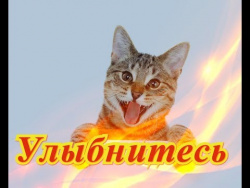 Прикольные смешные кошки собаки Позитив Для детей и не только Создай себе хорошее настроение Прикольные смешные кошки собаки Позитив Для детей и не только Создай себе хорошее настроение