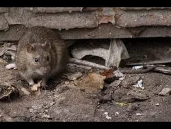 Дикая крыса напала на кота / Rat attacks and bites cat Дикая крыса напала на кота / Rat attacks and bites cat