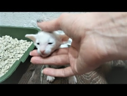 Приколы 2017 про животных Самые Смешные и Милые Животные Собаки Щенки и Коты Котята Подборка приколо Приколы 2017 про животных Самые Смешные и Милые Животные Собаки Щенки и Коты Котята Подборка приколо