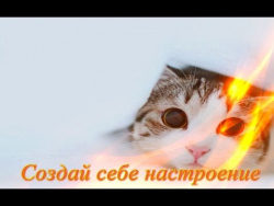Самые смешные животные Кошки Собаки Для детей Fanny animals Создай себе хорошее настроение Самые смешные животные Кошки Собаки Для детей Fanny animals Создай себе хорошее настроение