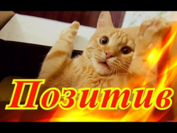 Прикольные животные Позитив Для детей Создай себе хорошее настроение Прикольные животные Позитив Для детей Создай себе хорошее настроение