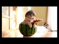 best video with animals best video with animals
