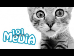 СМЕШНЫЕ КОТЫ ПРИКОЛЫ С КОТАМИ ТОПовая подборка 2017 ПРИКОЛЫ С КОШКАМИ FUNNY CATS СМЕШНЫЕ ЖИВОТНЫЕ СМЕШНЫЕ КОТЫ ПРИКОЛЫ С КОТАМИ ТОПовая подборка 2017 ПРИКОЛЫ С КОШКАМИ FUNNY CATS СМЕШНЫЕ ЖИВОТНЫЕ