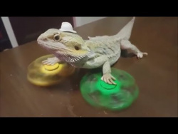 НУ ОЧЕНЬ СМЕШНЫЕ ЖИВОТНЫЕ Угарные приколы с животными Топ 2017 funny animals videos cute pets НУ ОЧЕНЬ СМЕШНЫЕ ЖИВОТНЫЕ Угарные приколы с животными Топ 2017 funny animals videos cute pets