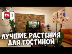 Домашнее цветоводство 🌸 Лучшие растения для гостиной 🌸 Выбираем комнатные растения с Хитсад Домашнее цветоводство 🌸 Лучшие растения для гостиной 🌸 Выбираем комнатные растения с Хитсад