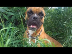 СОБАКА ЧИХАЕТ НА КАМЕРУ НА СЪЕМКАХ ВИДЕО Смешные собаки чихают Будьте здоровы! СОБАКА ЧИХАЕТ НА КАМЕРУ НА СЪЕМКАХ ВИДЕО Смешные собаки чихают Будьте здоровы!