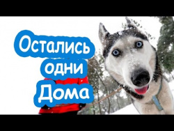 Примите поздравление я нашкодил Приколы про животных собаки нашкодили Собака дома разгром в квартире Примите поздравление я нашкодил Приколы про животных собаки нашкодили Собака дома разгром в квартире