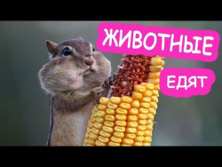 Приколы про животных смешные животные кормим наших питомцев кошек очень смешно и позитивно едят Приколы про животных смешные животные кормим наших питомцев кошек очень смешно и позитивно едят