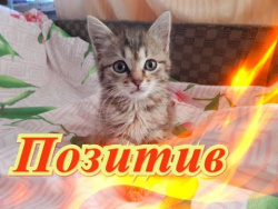 Приколы про кошек. Собаки. Для детей, Fanny animals Создай себе хорошее настроение Приколы про кошек. Собаки. Для детей, Fanny animals Создай себе хорошее настроение