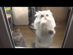Танцующий кот / Dancing cat Танцующий кот / Dancing cat
