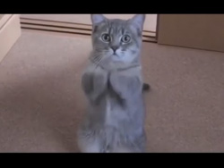 Милый котик просит покушать. Милый котик просит покушать.