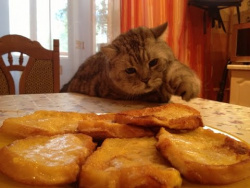 Мохнатые воришки. Лучшая нарезка приколов про котов! Мохнатые воришки. Лучшая нарезка приколов про котов!