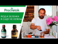 Мифы об использовании йода и зеленки в огороде. Урожайный огород, Во саду ли в огороде, Миняева. Мифы об использовании йода и зеленки в огороде. Урожайный огород, Во саду ли в огороде, Миняева.