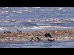 Пучежские вороны-моржи Пучежские вороны-моржи