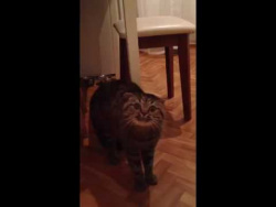 Кот ругается на хозяйку Кот ругается на хозяйку