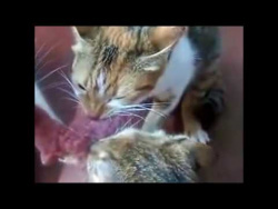 Коты - борьба за добычу Коты - борьба за добычу