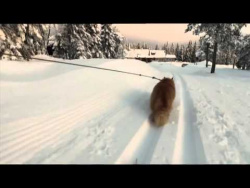 Jesper the cat tows skier Jesper the cat tows skier