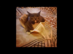 Коты маньяки /Cats maniacs Коты маньяки /Cats maniacs