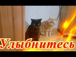 Прикольные животные. Позитив.Для детей. Создай себе хорошее настроение Прикольные животные. Позитив.Для детей. Создай себе хорошее настроение