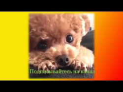 Забавные животные видео Прикольное видео Создай себе хорошее настроение Забавные животные видео Прикольное видео Создай себе хорошее настроение