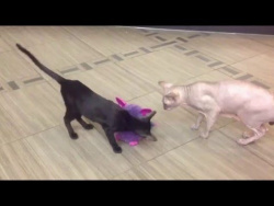 Коты и Фёрби/ Cats and Furby Коты и Фёрби/ Cats and Furby