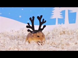 ТОП 5 Лучшие ВИДЕО ПРО СМЕШНЫХ ХОМЯКОВ Top 5 funny video about a hamster ХОМКИ ТОП 5 Лучшие ВИДЕО ПРО СМЕШНЫХ ХОМЯКОВ Top 5 funny video about a hamster ХОМКИ