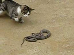 Коты охотятся на змею /Cats prey on a snake Коты охотятся на змею /Cats prey on a snake