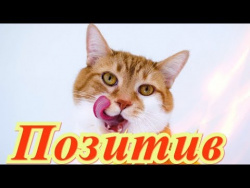 Прикольные животные, кошки, собаки, Для детей Создай себе хорошее настроение Прикольные животные, кошки, собаки, Для детей Создай себе хорошее настроение