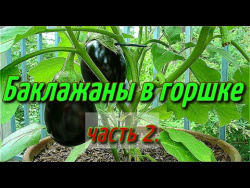 Баклажаны в горшке(часть-2).Баклажаны выращивание в горшке зимой в теплице. Баклажаны в горшке(часть-2).Баклажаны выращивание в горшке зимой в теплице.